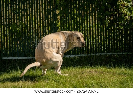 Labrador dog pooping while looking at the camera on a sunny summer day