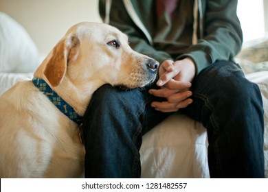 Labrador Dog Resting Its Head On Its Owners Lap.