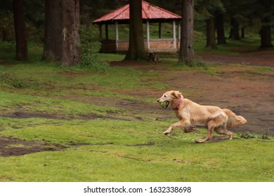 Labrador Dog Running With A Ball In Its Snout On A Hill With Green Grass And Mud Inside The Forest