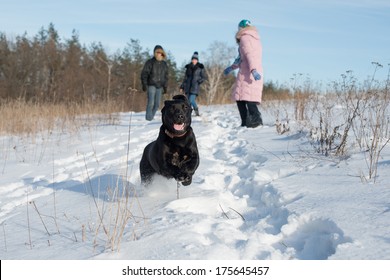 Labrador dog running on snow mounds winter animal