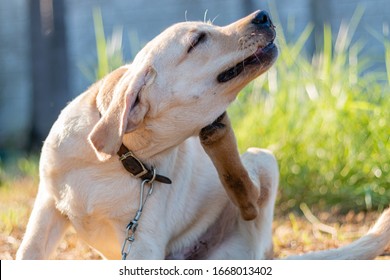 Labrador, The Dog Is Scratching.