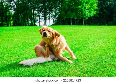 The labrador dog sits in the meadow, scratches his torso with his feet.Sunny summer park day. - Shutterstock ID 2185814723