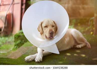 can dogs sleep with cone collar