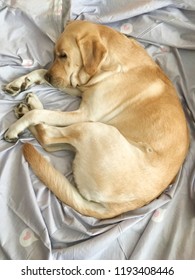 
Labrador Dog Is Sleeping On The Bed.Top View.Vertical