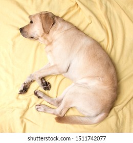 
Labrador Dog Sleeping On A Yellow Plaid, Top View.