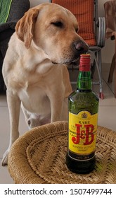 A Labrador Dog Smelling An Alcohol Bottle Of Justerini & Brooks Whiskey. Shot In Bangalore India September 2019