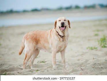 labrador dog smiles