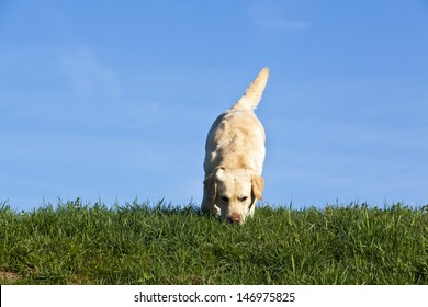  Labrador Dog Sniffing On The Ground