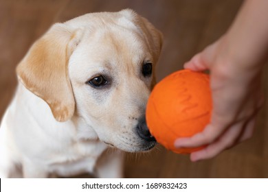 Labrador Dog Sniffing Small Orange Ball Being Held By Hand Of Owner. Friendship, Pets, Training Dog, Active Games