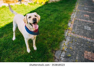  Labrador Dog standing in grass with his camouflage  - Powered by Shutterstock