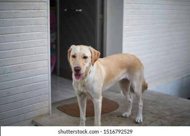 Imagenes Fotos De Stock Y Vectores Sobre Dogs White Brick