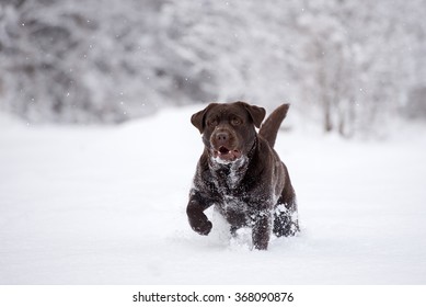 labrador dog walking outdoors in winter