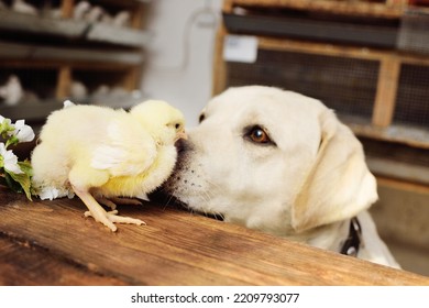 A Labrador Dog Watches Two Small Chickens On A Wooden Table Against The Background Of A Twig With Spring Cherry Blossoms. The Concept Of Spring, New Life, Easter