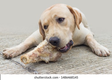 Labrador dogs and large cow bone. It is very happy with the bone gnawing. - Powered by Shutterstock