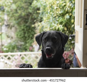 Labrador Door Stock Photo 451727962 | Shutterstock