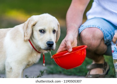 Labrador Drinking Water.