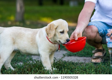 Labrador drinking water.