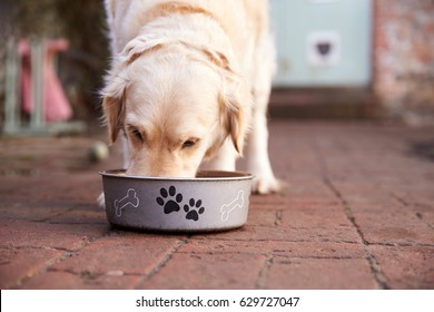 Labrador Eating From Dog Bowl