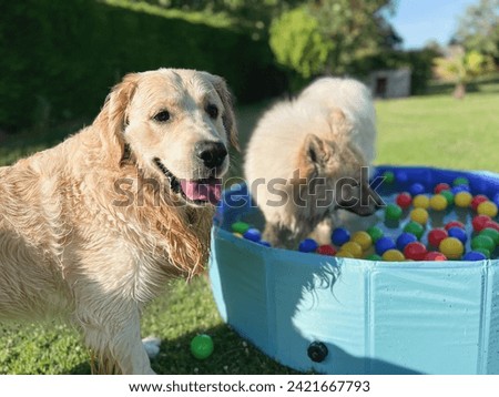 The labrador et eurasier playing in a pool with balls