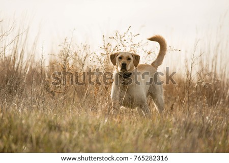 Similar – Labrador retriever labbi