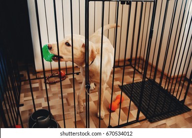 Labrador is golden retriever sitting in cage valere in apartment of house. Concept of contents of dog, preventing property damage from teeth, gnawing.