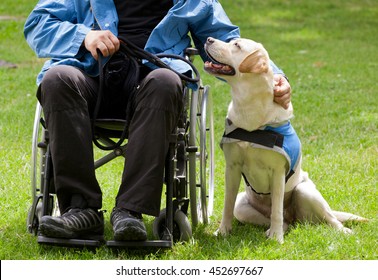 is a therapy dog an assistance dog