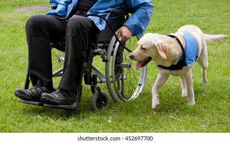 Labrador guide dog and his disabled owner on green grass.