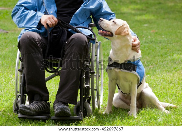 Labrador\
guide dog and his disabled owner on green\
grass.