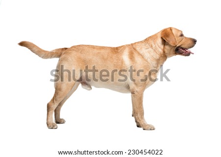 Dog, Labrador standing on the stairs