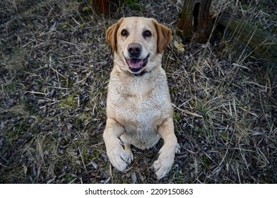 
Labrador Jumping Into The Owners Arms.