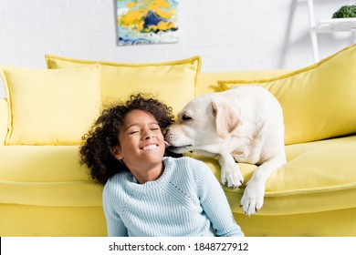 why do dogs lick couches