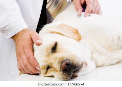 Labrador Lying On Table Checked By Stock Photo 177402974 | Shutterstock