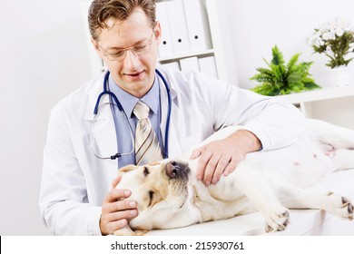 Labrador lying on table checked up by veterinarian