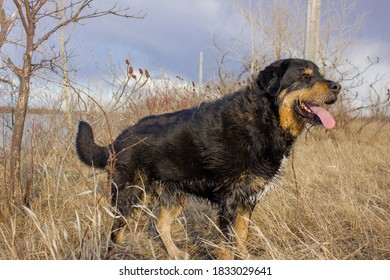 Labrador Mix Bernese Mountain Dog In Nature