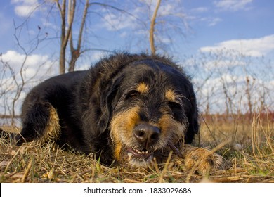 Labrador Mix Bernese Mountain Dog In Nature