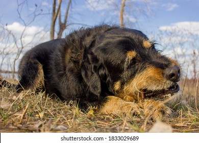 Labrador Mix Bernese Mountain Dog In Nature