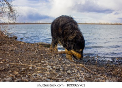 Labrador Mix Bernese Mountain Dog In Nature With A Stick