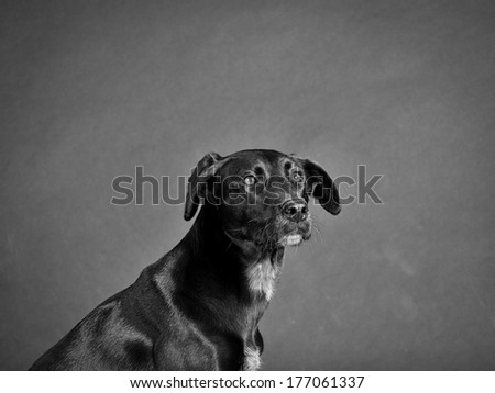 Similar – pursuer Dog Looking Snout