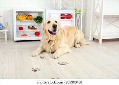 Labrador Near Fridge And Muddy Paw Prints On Wooden Floor In Kitchen