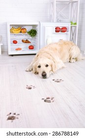 Labrador Near Fridge And Muddy Paw Prints On Wooden Floor In Kitchen