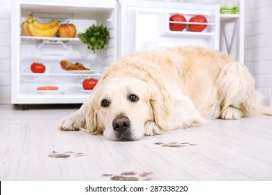 Labrador Near Fridge And Muddy Paw Prints On Wooden Floor In Kitchen