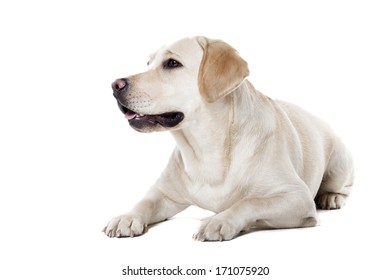Labrador on a white background in studio