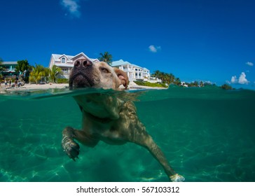 A labrador pitbull cross swimming in the blue caribbean sea. The dog lives in Grand Cayman and has been shot on a sunny day in the water