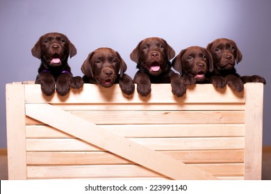 Labrador Puppies