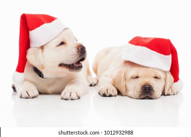 Labrador puppies in santa hat