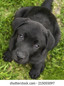 Happy Black Labrador Puppy Dog Looking Stock Photo 1199599450 ...