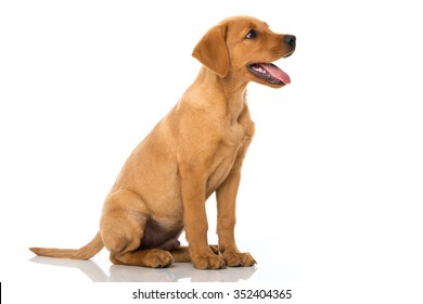 Featured image of post Dog Sitting Side View Drawing How to draw a sitting dog