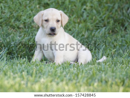 Similar – Small, blond Labrador puppy sits on a lawn in the grass and looks into the distance