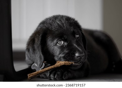 Labrador puppy chewing on a snack