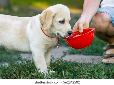 Labrador puppy drinking water from red bowls in the park in the summer, in the spring.